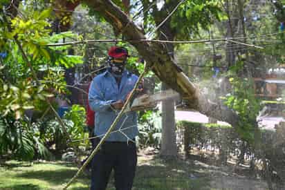 Podan árboles en plaza principal de Lerdo; Representaban riesgo de caída