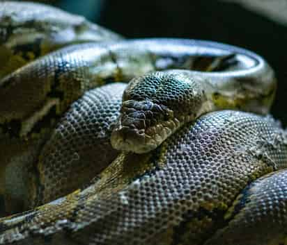 La anaconda más grande del mundo pesa casi 200 kilos. [Pexels]