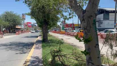 En espera, el retiro y trasplante de árboles por obras del Sistema Vial Abastos - Independencia
