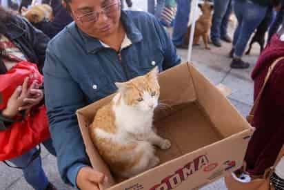 Por Día del Gato, anuncian campaña de esterilización a bajo costo en Torreón