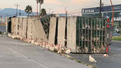 Vuelca tráiler que transportaba pollos y gallinas en Ramos Arizpe