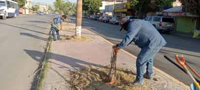 Llevan a cabo limpieza integral y reforestación en el bulevar Sánchez Madariaga de Gómez Palacio