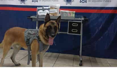 Perro K-9 'Noa' detecta droga en paquetería de Torreón
