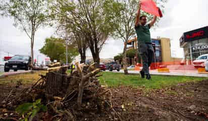 Medio Ambiente confirma trasplante de árboles del Vial Independencia-Abastos