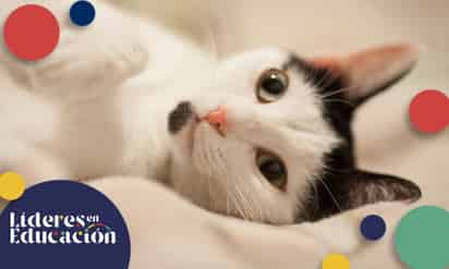 ¿Por qué les dicen 'michis' a los gatos?