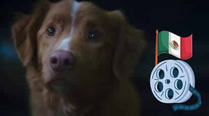 Good Boy (ESPECIAL)
