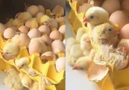 Pollos nacen de carteras de huevo (CAPTURA)