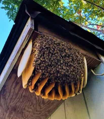 La Sader busca proteger a las abejas y su entorno.