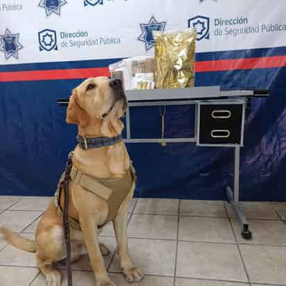 'Arturo', unidad K9 de Torreón, localiza droga oculta en paquete durante inspección