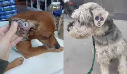 ¡No es maltrato animal! Esta es la razón por la que les cosen botones en las orejas a los perros