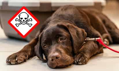 ¿Cómo identificar los síntomas de envenenamiento en tu mascota?