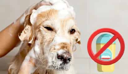 Bañar perros con champú para humanos (ESPECIAL)