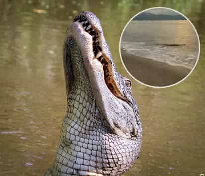 Cocodrilo sorprende a bañistas en playa de Puerto Vallarta [Especial]