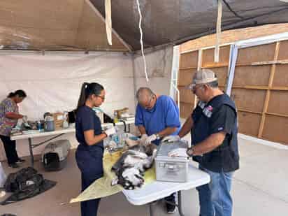 Personal de Atención y Rehabilitación Animal San Pedro participa en brigada de Matamoros