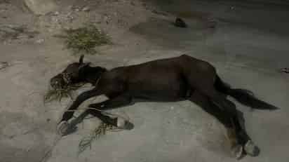 Encuentran caballo abandonado y herido en el bulevar Laguna Sur
