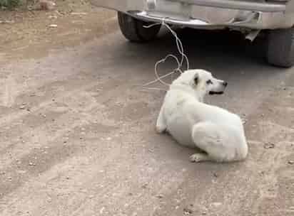 Presentan denuncia por el caso del perro arrastrado por una camioneta en movimiento en León Guzmán