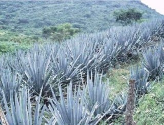 Tratarán con agave cáncer del colon