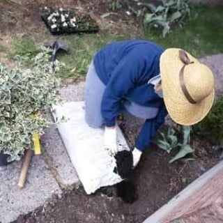 Utilizar fertilizantes ricos en potasio durante el invierno, permiten que las plantas broten en primavera. 