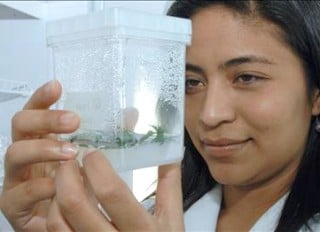 Imagen tomada de una de los seiscientos científicos y estudiantes del Centro de Biotecnología FEMSA del Instituto Tecnológico y de Estudios Superiores de Monterrey (ITESM) que han probado con animales la efectividad de medicamentos a base de plantas mexicanas para tratar el cáncer, la diabetes y el colesterol. (EFE)
