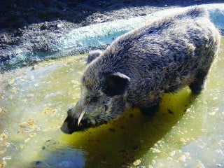 Una sobrepoblación de jabalíes salvajes aqueja a los guajolotes silvestres de La Michilía.