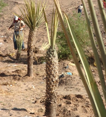 PLANTAN SOBRE LA BASURA