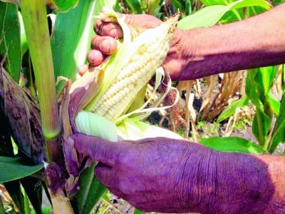 Se debe combatir la proliferación de la araña roja y café, ya que pueden generar fuertes pérdidas en la producción de maíz, sorgo y forrajes. 