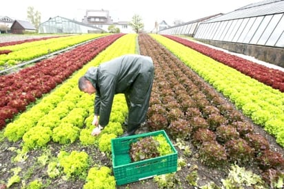 En Europa el desarrollo de tecnología en el sector agropecuario ha elevado la productividad del ramo.