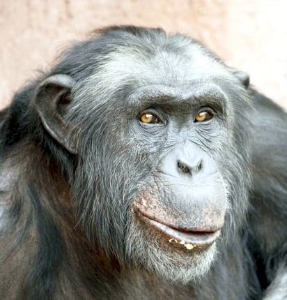 Santino, el chimpancé de comportamiento antisocial, lanzó piedras tanto a los visitantes como a los empleados del Zoológico Furuvik, pero fascinó a los investigadores debido a su preparación tan cuidadosa. (EFE)