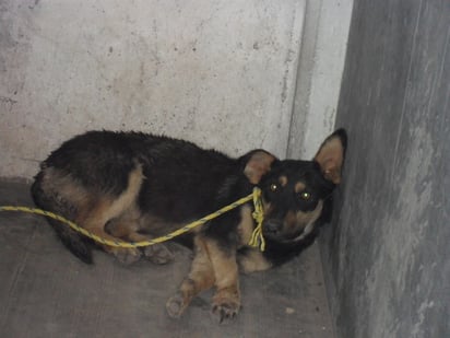 Después del abandono.  Los canes terminan en escuelas o en el laboratorio estatal, extraídos del Albergue Animal.