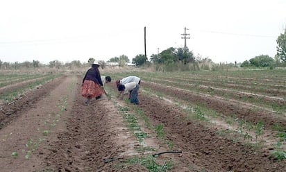 Condiciones. Más del 70% de los campesinos vive en penuria y las mujeres representan el 45% de la mano de obra productiva.