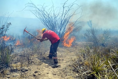 Un siniestro en la localidad de Jimulco afectó diversas especies vegetales; las autoridades buscan diseñar una estrategia de reforestación para reparar la zona.