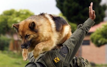 Un perro adquirido y entrenado con recursos del programa estadounidense permitió detectar en el aeropuerto capitalino 2.4 millones de dólares que iban ilegalmente a Venezuela. (Archivo)