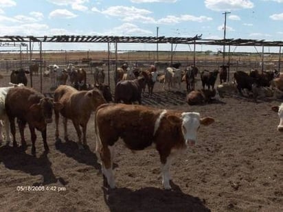 Primer lugar. La carne de res mexicana es la más vendida en el mercado de Rusia.