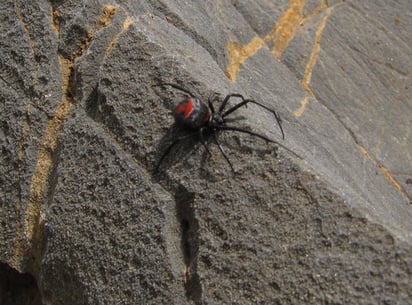 Ambos son peligrosos. Hay que tener más cuidado con la mordedura de una araña, las estadísticas señalan que su mordedura es más letal que la picadura del alacrán.