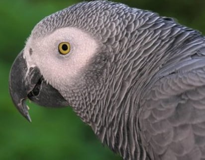 Los papagayos grises, que viven en la selva africana, piensan de forma lógica, similar a los monos y a los niños de tres años de edad.