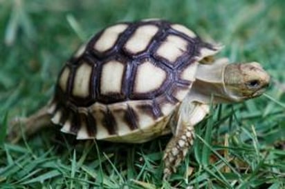 Una sociedad defensora de animales indicó que halló a un animal, pegado a globos, en la copa de un árbol, luego de que se elevó por una ciudad californiana.