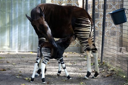 Nace una cría de okapi en zoo de Bélgica