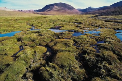 El día busca ser la ocasión especial para hacer un llamado constante a autoridades, organizaciones y sociedad mundial en general a frenar la destrucción o el daño a los espacios naturales, en particular a aquellos que se consideran zonas protegidas. ARCHIVO