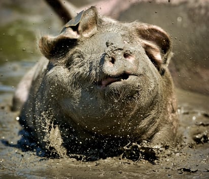 Un equipo internacional de investigadores ha secuenciado el genoma del cerdo, además del de varios jabalíes y de razas domésticas de China y Europa, un trabajo que tendrá implicaciones en biomedicina y que, entre otras cosas, explica por qué el cerdo “come de todo”.