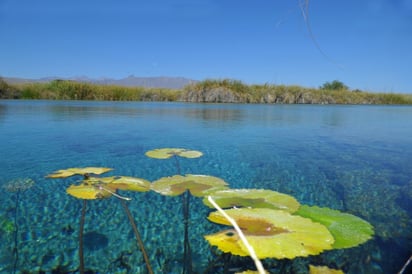 Morales Salazar también recomendó la visita al segundo Pueblo Mágico, Cuatro Ciénegas. Ahí la riqueza natural es su principal baluarte debido a su biodiversidad terrestre y acuática que fue declarada Área Natural Protegida. 
