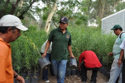 Tal y como en el 2012, cuya meta fueron 13 mil árboles tan sólo en el área urbana y más de 60 mil en la ribera del Nazas y el Cañón de Fernández, en este año se retoma el programa de reforestación.