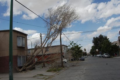 Estado. Pretenden identificar los árboles secos y aquellos que están en riesgo.