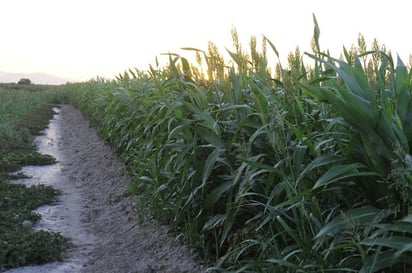 Más por menos. Productores agrícolas de la Región Lagunera  tendran que invertir más para poder sembrar menos tierras. 