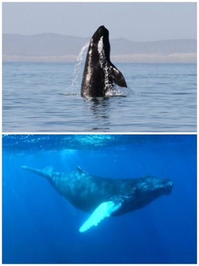 Ballenas. La ballena gris recorre 12 mil kilómetros hasta BCS. 