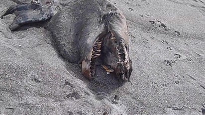 Tras difundirse la imagen, muchos han especulado con que podría tratarse hasta de un dinosaurio, pero un especialista cree que podrían ser los restos de una ballena asesina. ESPECIAL