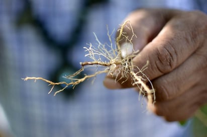 Se calcula que hay 800 tipos de plantas aromáticas y medicinales que se utilizan en Marruecos, mientras que la producción anual de estas plantas alcanza 33,000 toneladas. ARCHIVO