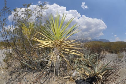 Ecología. Los habitantes de la reserva ecológica de Jimulco se comprometen a mantener la flora y la fauna a cambio de la elaboración de proyectos sustentables para sus comunidades.