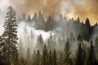 De los más grandes. El humo se eleva de entre los árboles en la localidad de Groveland, California.