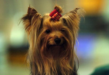 El sujeto le había robado hasta a su perro a la mujer en su primera cita. (Archivo) 