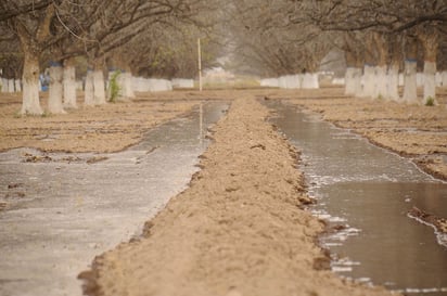 Agua. Al no contar con agua de riego, los productores utilizan agua potable para regar. (ARCHIVO)